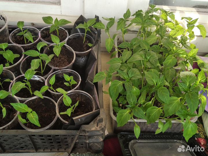 Продам рассаду перцев и баклажанов