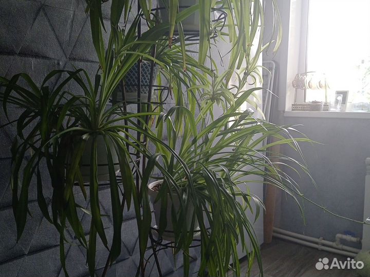 Хлорофитум