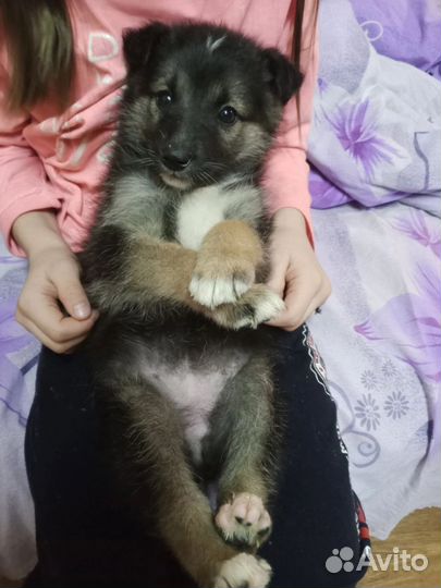 Щенки дворняжки