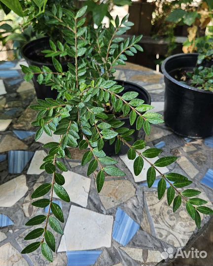 Растения садовые, зкс