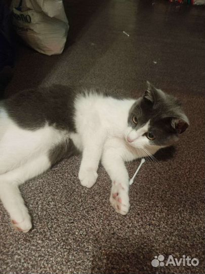 Кошка
