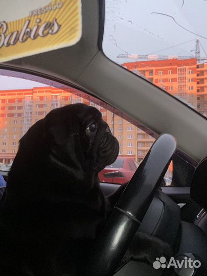 Мопсик вязка