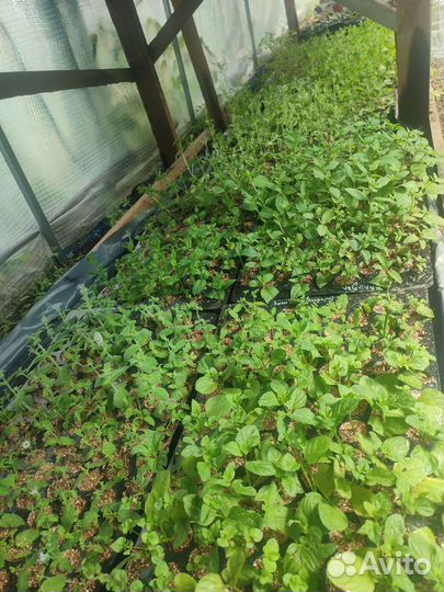 Мята сортовая