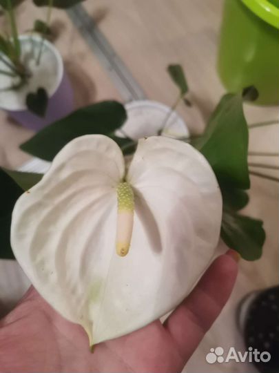 Антуриум Аляска