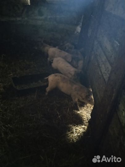 Домашние поросята