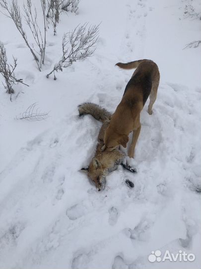 Руские гончии