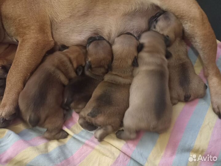 Щенки Французского Бульдога