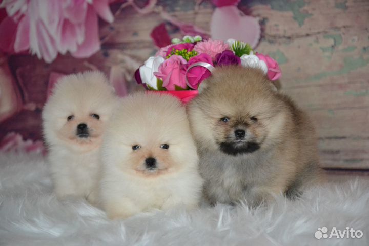 Красивые мишутки