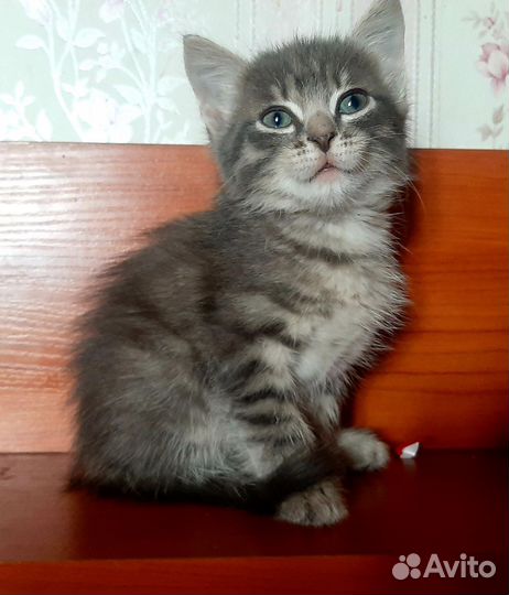 Кошка в дар бесплатно