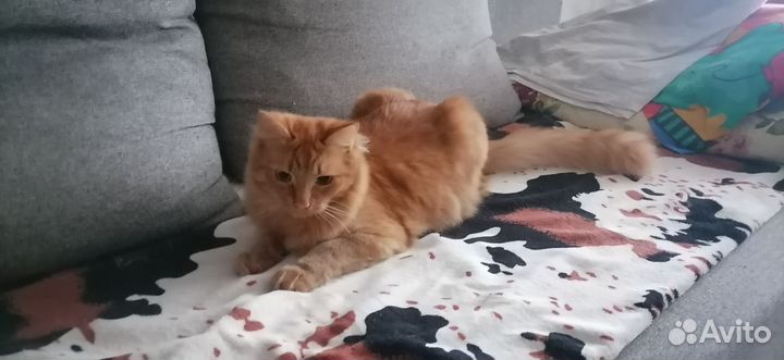 Отдам кота в добрые руки