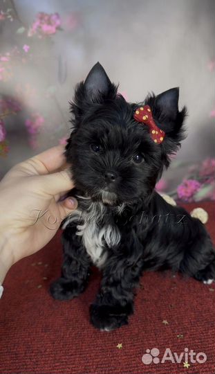 Черный йорк кукольный мальчик