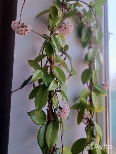 Хойя Карноза