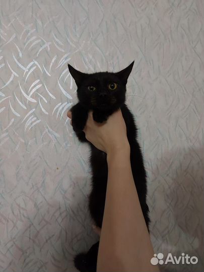 В добрые руки котики