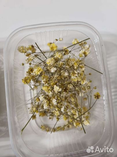 Сухоцветы для творчества