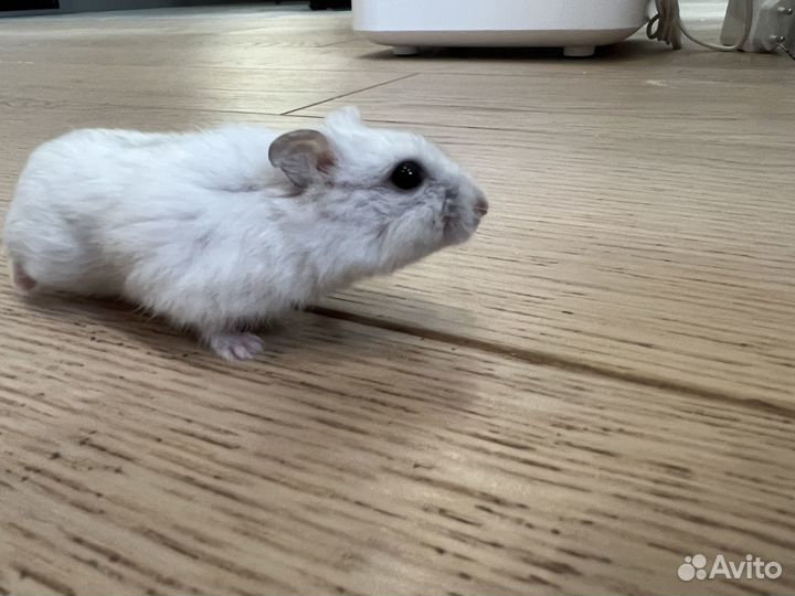 Джунгарский хомяк с клеткой бесплатно