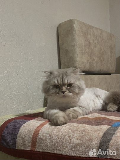Шотладский вислоухий кот