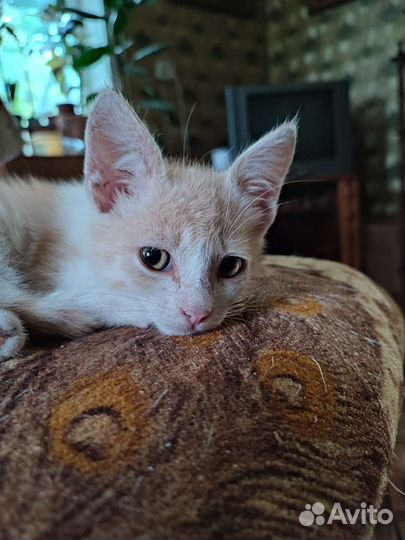 Котик Персей