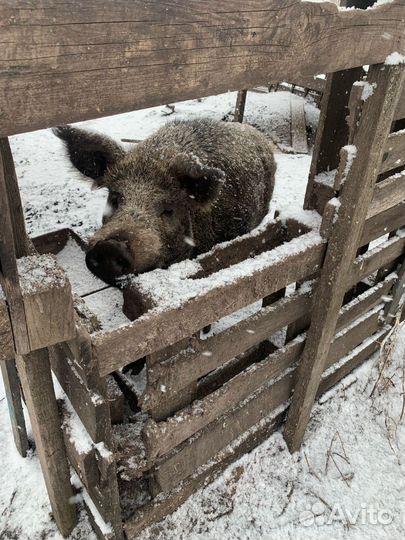 Клубная карта