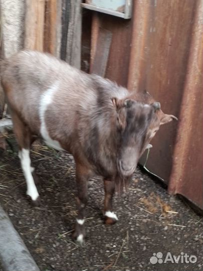 Козел вязка, вьетнамские поросята