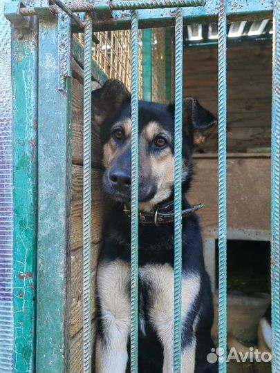 Молодой собачке очень нужна семья