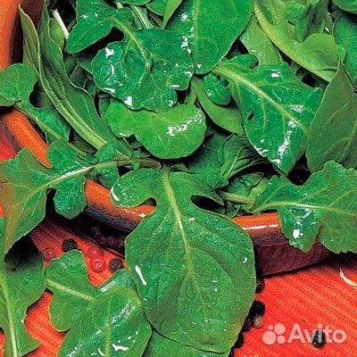 Мята,руколла