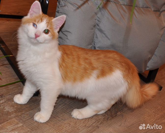 Коржик и Абрикос