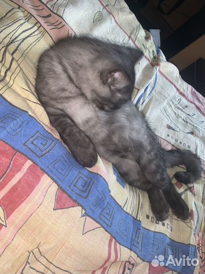 Британский котенок