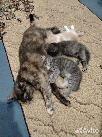 Котята в добрые руки