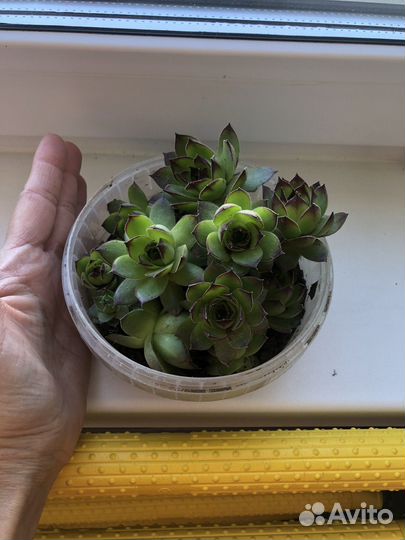 Молодило каменная роза