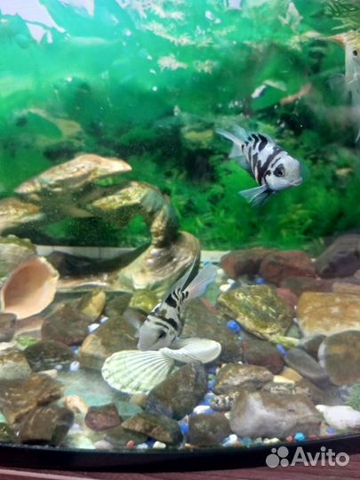 Рыбки Попугаи