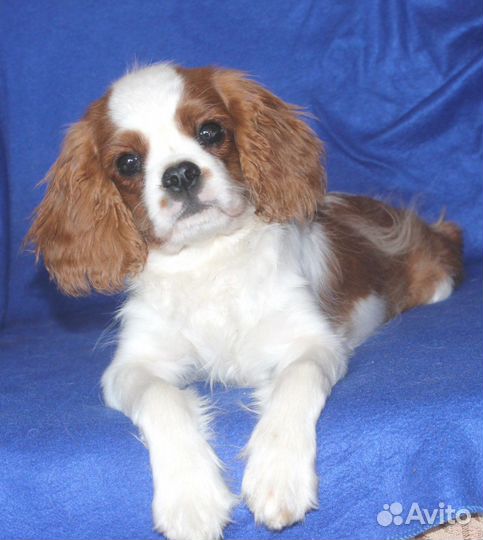 Кавалер Кинг Чарльз Спаниель- 5 мес юлиан