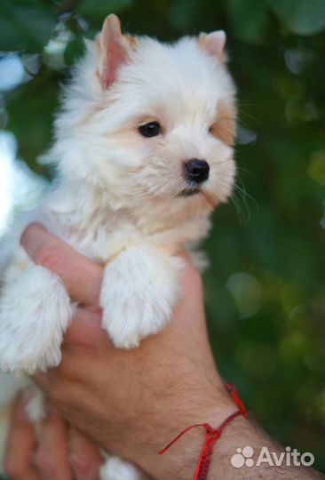 Девочка мини Йорк голдаст