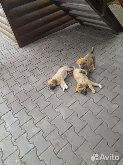 Щенки в добрые руки