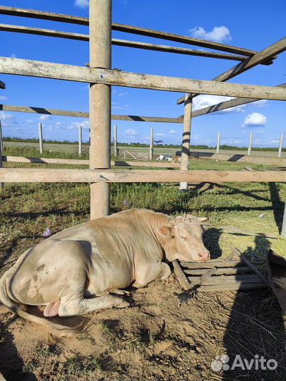 Продам быка на племя симментал