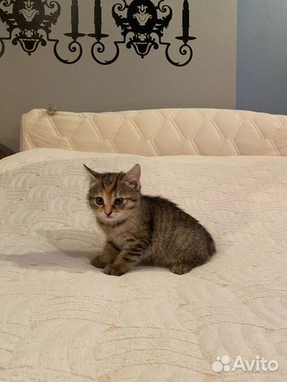 Котенок девочка