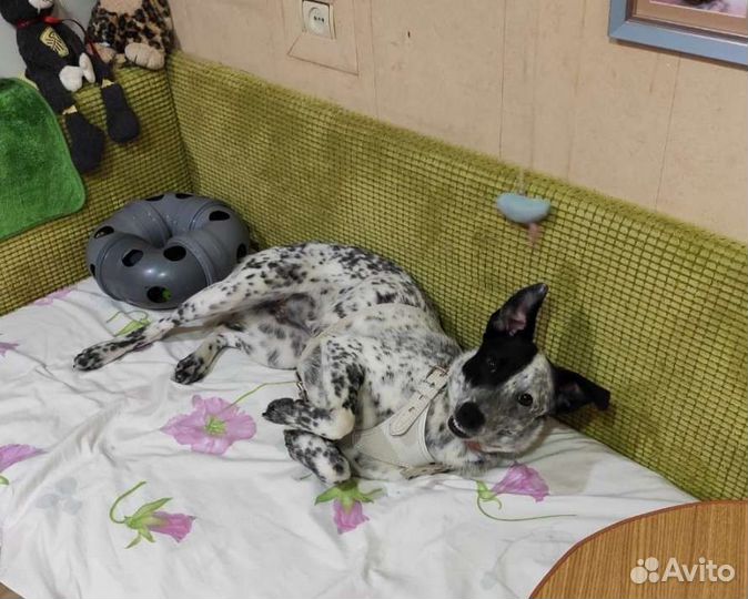 Собака компаньон Юмми в дар