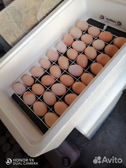 Инкубационное яйцо брама