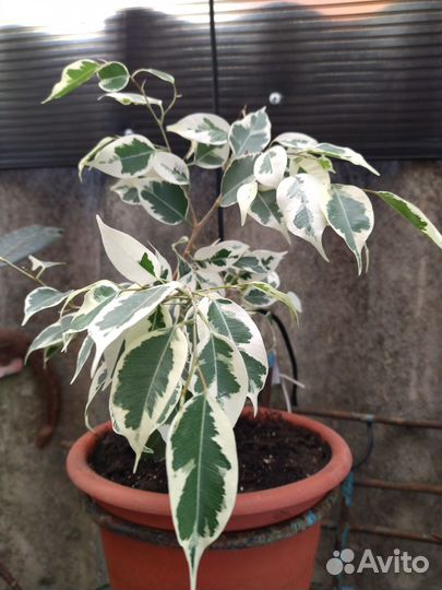 Фикус бенджамина