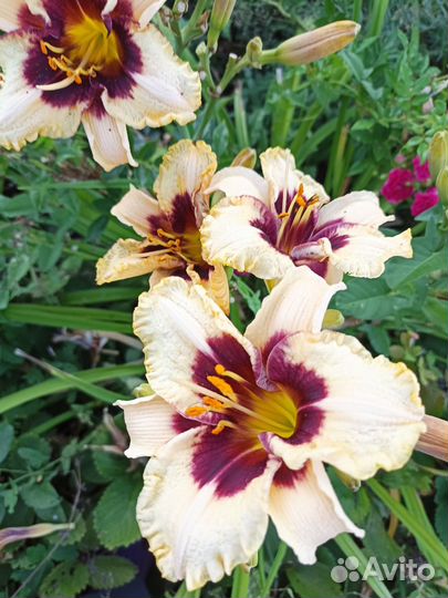 Лилейник - многолетнее неприхотливое растение