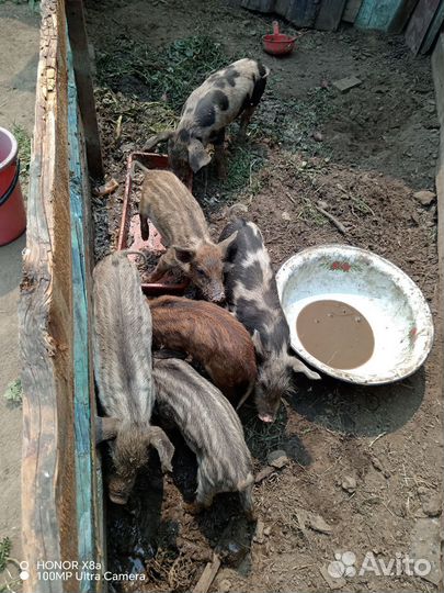 Продам поросят полтора месяца мясного направления