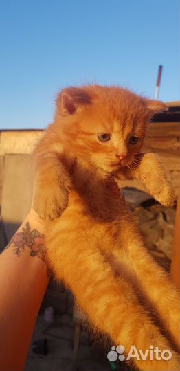 Отдам котят
