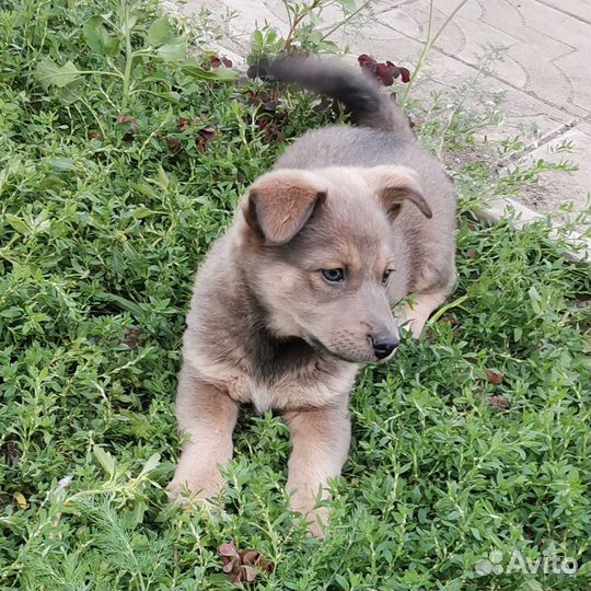 Собаки бесплатно в добрые руки