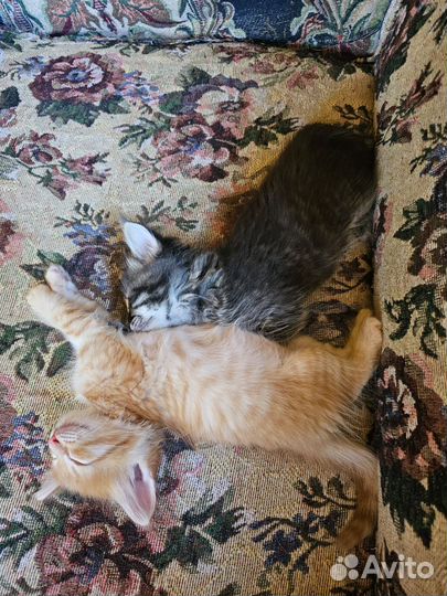 Отдам милых,пушистых котят в добрые руки