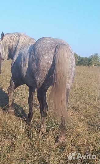 Жеребец на племя