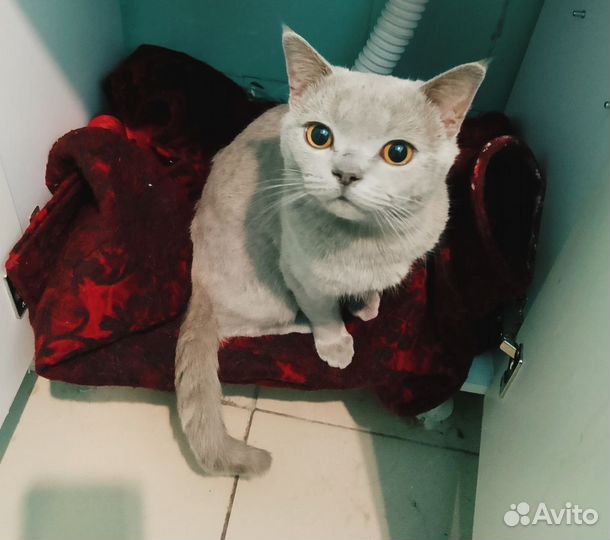Очень ласковый кот в добрые руки