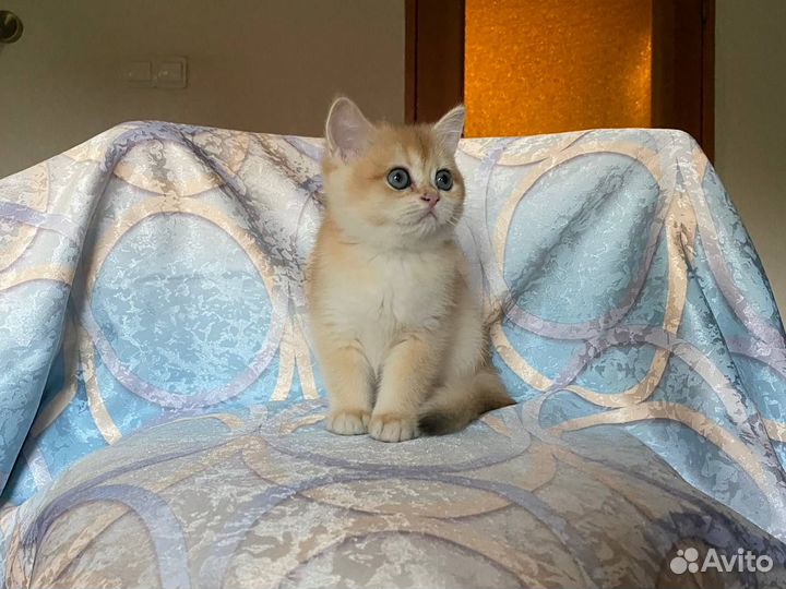 Британская золотая шиншилла