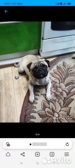 Мопс вязка мальчик