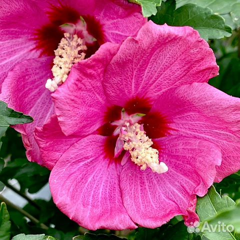 Семена гибискус сирийский розовый, hibiscus купить в Санкт-Петербурге ...