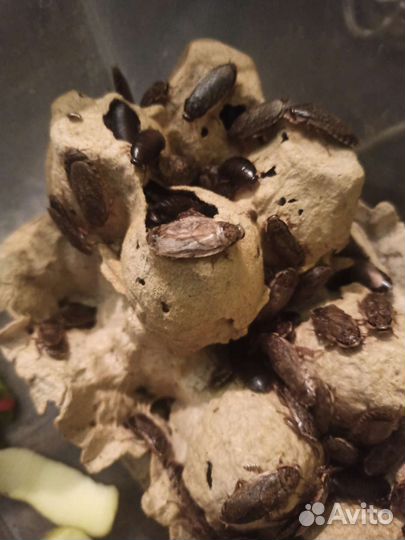 Мраморные тараканы