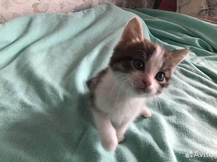 Отдам котенка в добрые руки